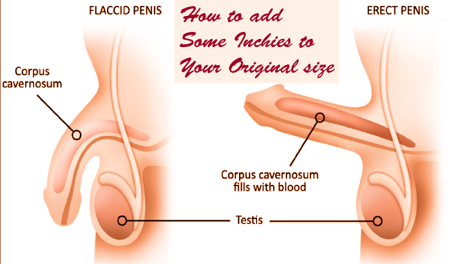 penisvergrößerung, penisverlängerung, penispumpe, Mittel zur Penisvergrößerung, Penispillen, Tabletten zur Penisvergrößerung, penis vergrößern
